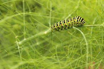 Papilio machaon (caterpillar)