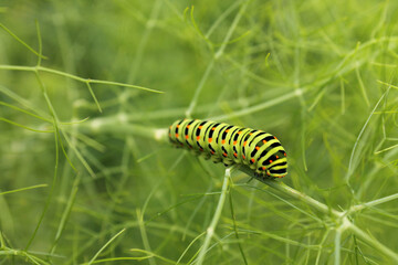 Fototapeta premium Papilio machaon (caterpillar)