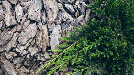 Juniper tree texture background. Juniper branch on pine bark backdrop close up. Evergreen coniferous juniper bright green color surface.