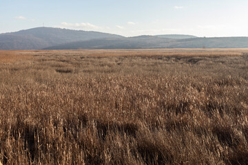 Autumn view of Dragoman marsh, Bulgaria