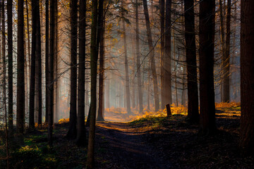 Misty wood in winter with sunlight and foggy in the morning, Rays of sun shine into through the pine forest with shadow of trees, Winter landscape in countryside of the Netherlands, Nature background.
