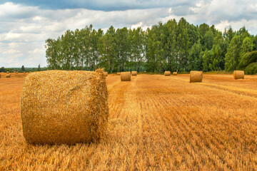 Fototapeta premium Front view of a roll of hay against the background of a green forest and other rolls in the distance. The sky is covered with clouds. Summer. Daylight soft light.