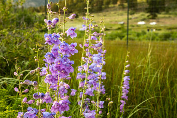 Harebells Bloom In Glacier Basin Of Rocky Mountain