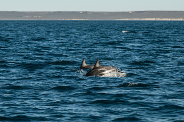 Fototapeta premium Dolphin Jump, Chubut Province, Patagonia, Argentina.