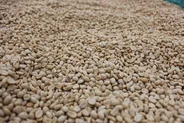 Colombian organic coffee beans