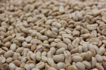 Colombian organic coffee beans