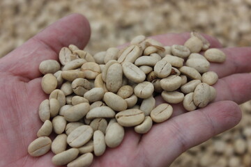 Colombian organic coffee beans