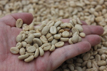 Colombian organic coffee beans