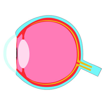 schematic picture of a human eye in section, vector