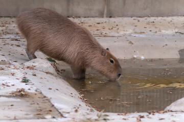 Capybara is just drinking water