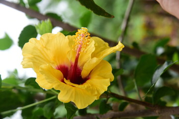 yellow flower in garden isolated on blurred background.