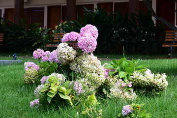 Garden flower bouquet isolated on blurred background.