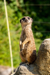 A meerkat guarding his family from a rock
