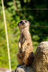 A meerkat guarding his family from a rock