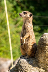 A meerkat guarding his family from a rock