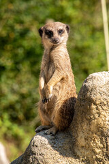 Fototapeta premium A meerkat guarding his family from a rock