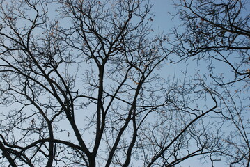 branches against blue sky