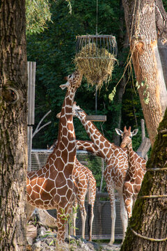 Beautiful elegant giraffes in the Zoo Hellabrunn in Munich