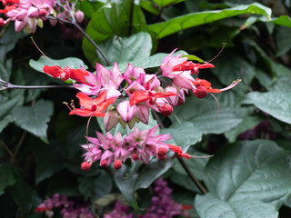 Pink and red flowers of Clerodendrum x speciosum also called Java Glory Bean, Red Bleeding Heart Vine, Glory Bowers. Hybrid resulting from the crossing of two African species.