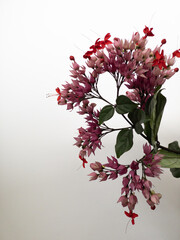 White background with pink and red flowers of Clerodendrum x speciosum also called Java Glory Bean, Red Bleeding Heart Vine, Glory Bowers. Hybrid resulting from the crossing of two African species.