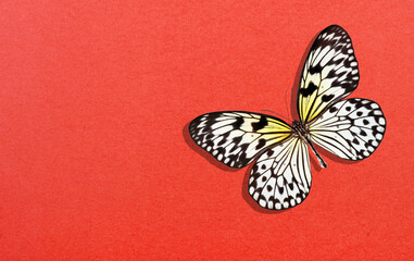 Fototapeta na wymiar Bright colorful tropical butterfly on red background. Red paper texture background. Rice paper butterfly. Large tree nymph. White nymph butterfly. 