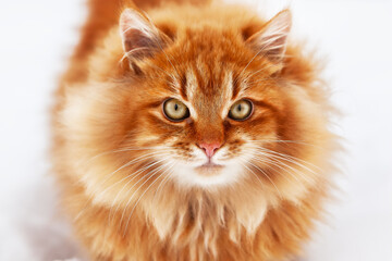 Portrait of a red fluffy cat, with big eyes in winter.