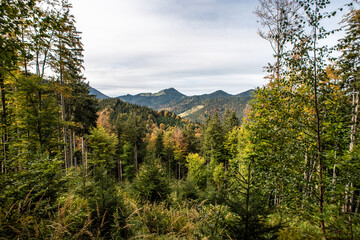 Scenic forest near lake Schliersee in Bavaria