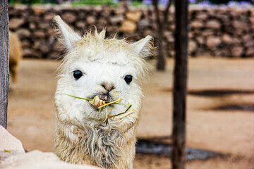 Fototapeta premium llama eating grass