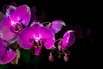 Fototapeta na wymiar Purple orchid flower 03