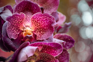 Fototapeta na wymiar Purple orchid flower 04