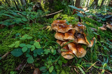 Beautiful mushrooms in the forest near lake Schliersee in Bavaria