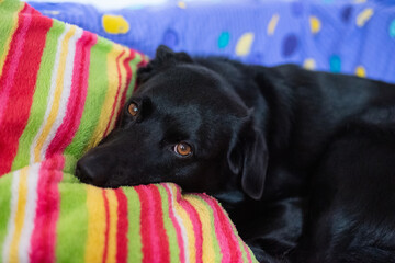 A sleepy black dog laying on the coach