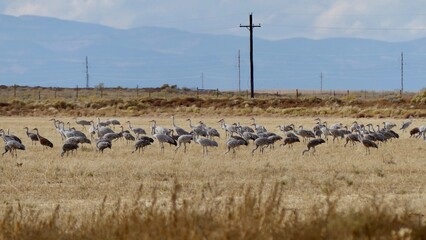 Sandhill cranes migration in Colorado