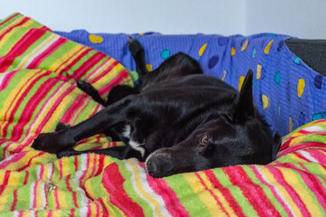 A sleepy black dog laying on the coach - Powered by Adobe