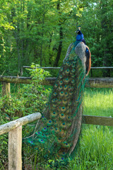 A beautiful peacock sitting on a fence on the peacock island in Berlin
