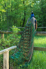 Obraz premium A beautiful peacock sitting on a fence on the peacock island in Berlin