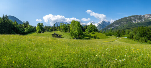 Idyllic alpine landscape, blooming meadow with snow-covered mountains in the background, Lofer, Salzburger Land, Austria
