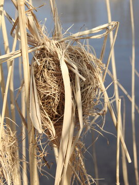 The nest of a harvest mouse (Micromys minutus) in natural wetland habitat