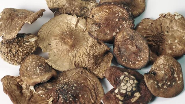 Dried Amanita pantherina or panther cap mushrooms top view. Alternative herbal medicine and micro dosing therapy.