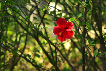 A fresh chinese hibiscus flower in Summer light, with space for text