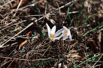 Wild spring flowers in the forest . Springtime blooming