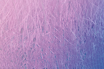 Abstract purple and pink background. Dry trees. A romantic backdrop for Valentine's Day, women's day, holidays or events.