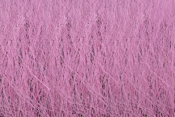 beautiful pattern On the surface of the tree dry abstract shapes and with background text copy space.