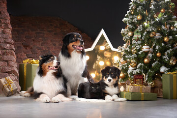 Family of three dogs by Christmas tree. Australian Shepherd, Puppy and black Cat In holiday Decorations