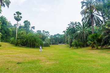 Fototapeta premium landscape of singapore botanic gardens
