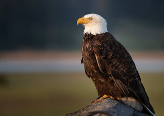 Obraz premium american bald eagle