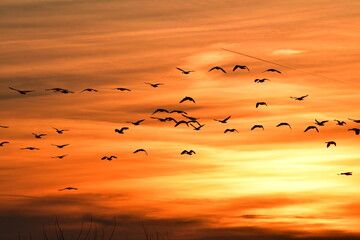 Geese Flying in a Sunset