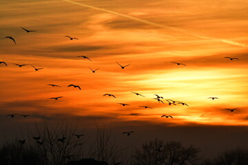 Flock of Geese Flying in an Orange Sunset Sky