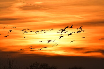 Flock of Geese Flying in a Sunset