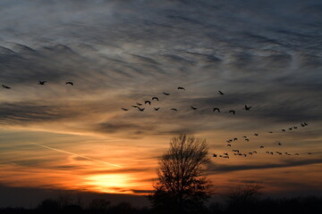 Geese Flying in a Sunset